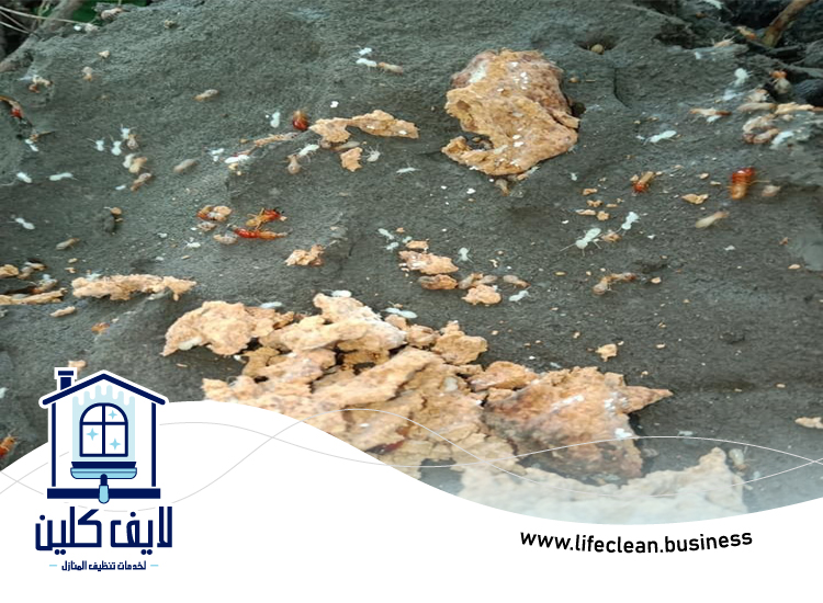 شركة مكافحة الرمة في ند الشبا 5 شركة مكافحة الرمة في ند الشبا