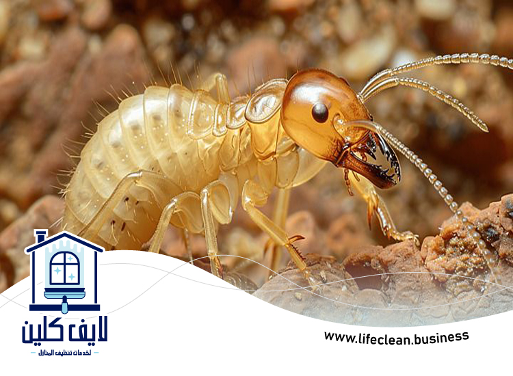 شركة مكافحة الرمة في زعبيل 4 شركة مكافحة الرمة في زعبيل