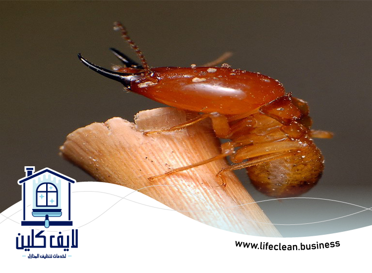 شركة مكافحة الرمة في زعبيل 5 شركة مكافحة الرمة في زعبيل