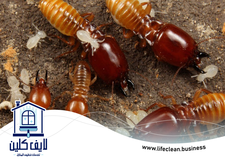 شركة مكافحة الرمة في زعبيل 3 شركة مكافحة الرمة في زعبيل