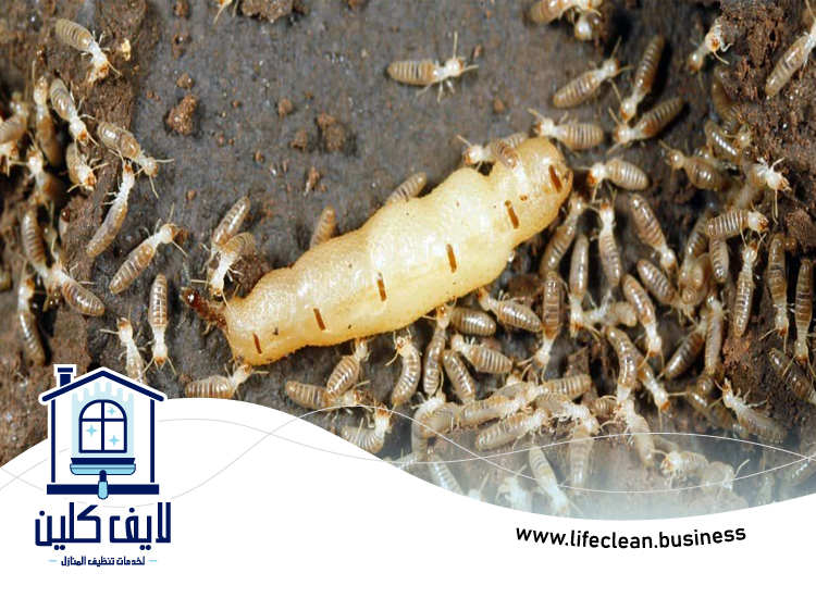 شركة مكافحة الرمة في مارينا 5 شركة مكافحة الرمة في مارينا