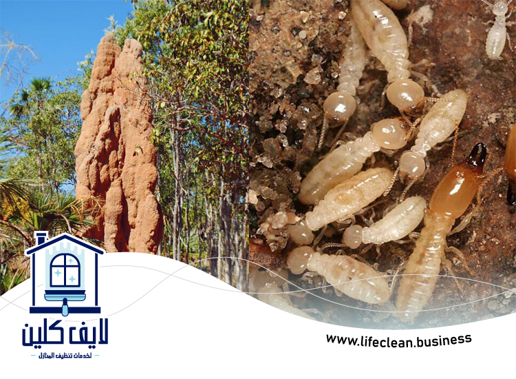 شركة مكافحة الرمة في زعبيل 2 شركة مكافحة الرمة