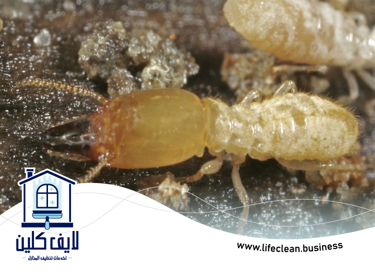 شركة مكافحة الرمة