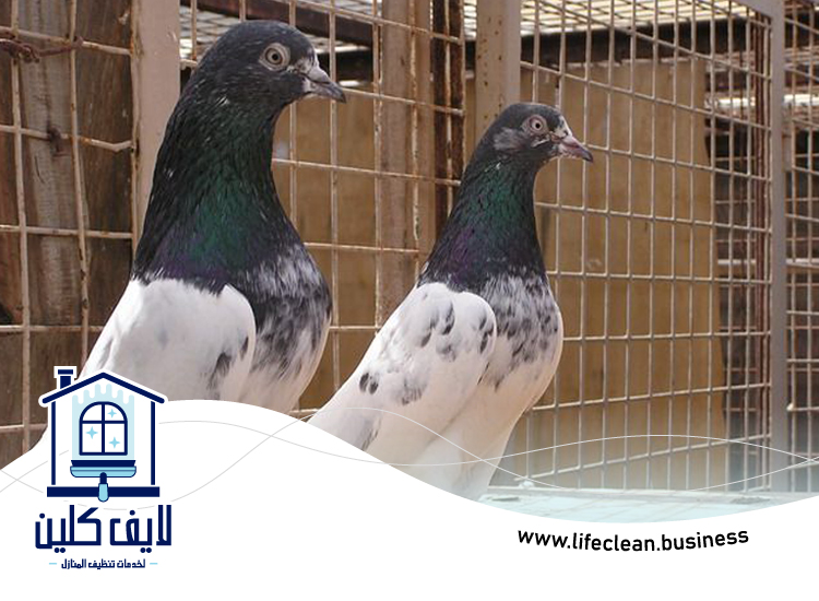 مكافحة الحمام في ام القيوين 2 مكافحة الحمام في ام القيوين