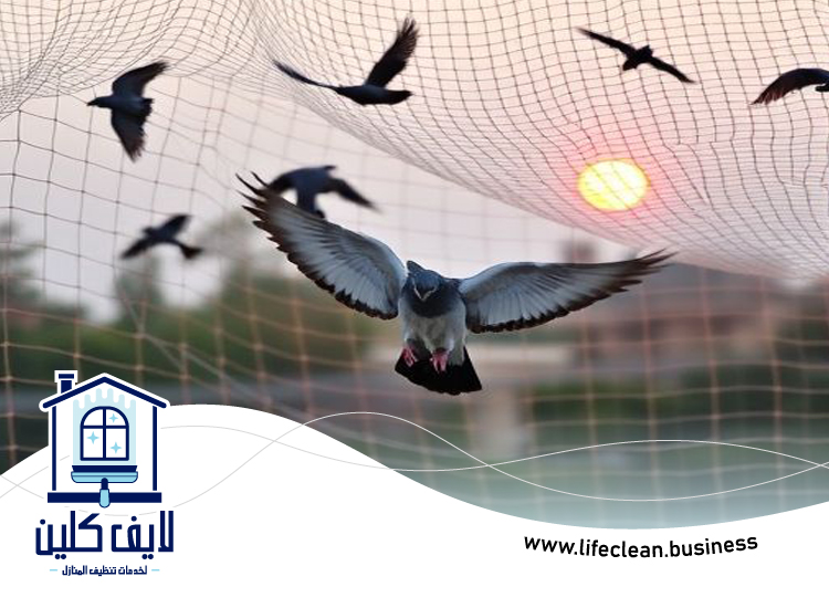 مكافحة الحمام في ام القيوين 3 مكافحة الحمام في ام القيوين