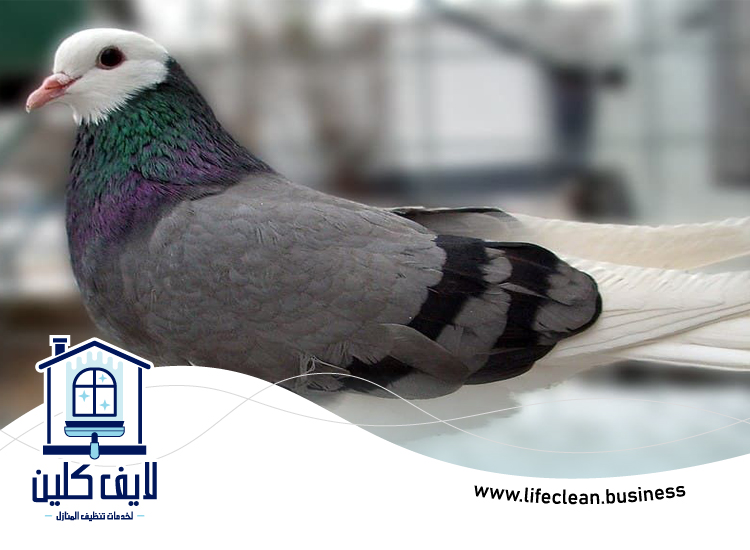 مكافحة الحمام في ام القيوين 4 مكافحة الحمام في ام القيوين