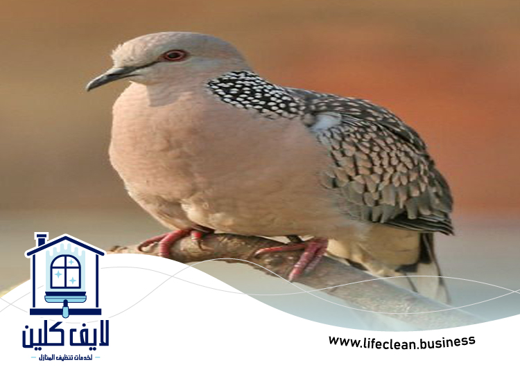 مكافحة الحمام في ام القيوين 5 مكافحة الحمام في ام القيوين