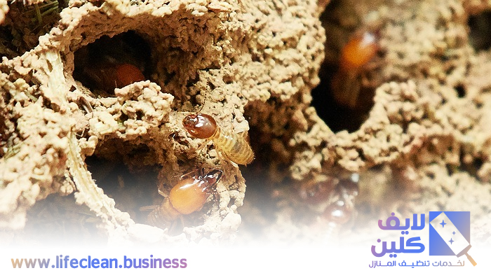 شركة مكافحة الرمة في السهول 