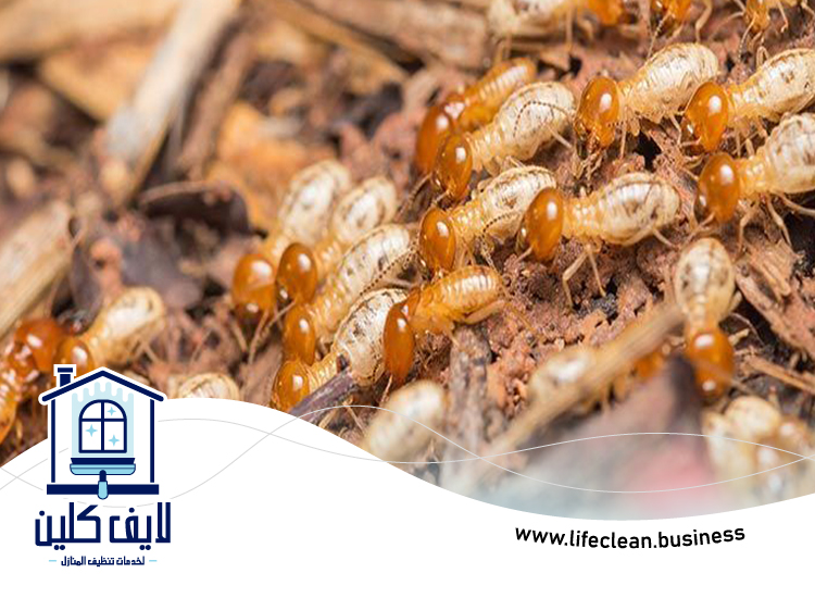 شركة مكافحة الرمة في إعمار 3 شركة مكافحة الرمة في إعمار