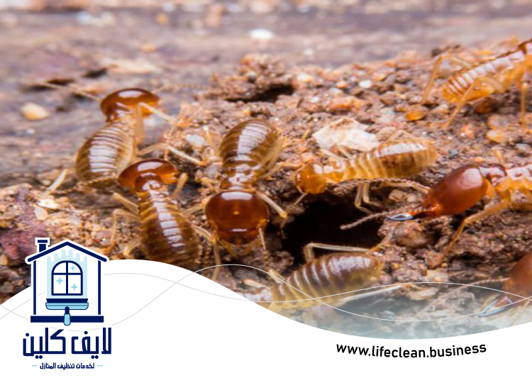 شركة مكافحة الرمة في إعمار 4 شركة مكافحة الرمة في إعمار