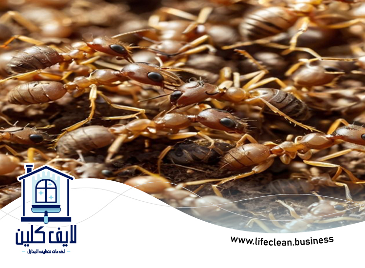 شركة مكافحة الرمة في إعمار 5 شركة مكافحة الرمة في إعمار