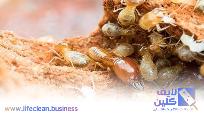 شركة مكافحة الرمة في قدفع