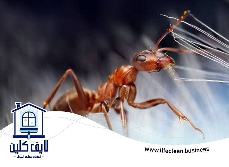 شركة مكافحة الرمة في مريشيد 3 شركة مكافحة الرمة في مريشيد