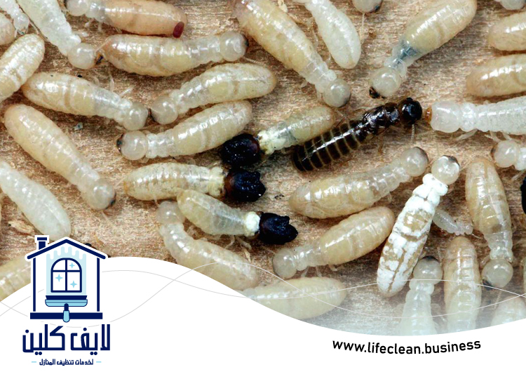 شركة مكافحة الرمة في رول ضدنا 5 شركة مكافحة الرمة في رول ضدنا