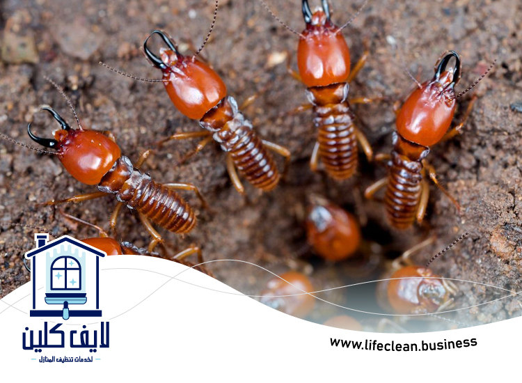 شركة مكافحة الرمة في اوحلة