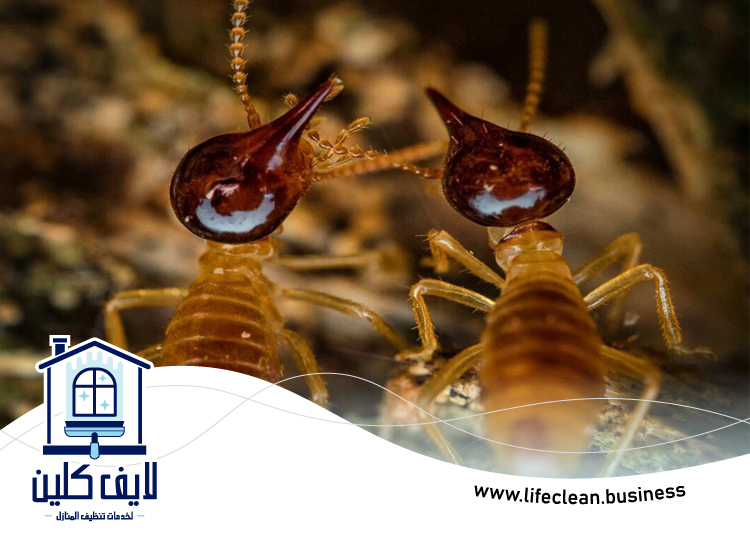 شركة مكافحة الرمة في اوحلة 3 شركة مكافحة الرمة في اوحلة