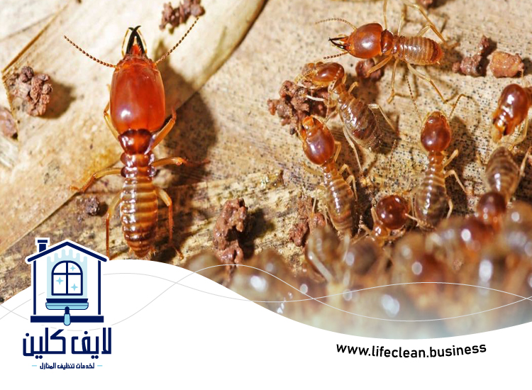 شركة مكافحة الرمة في اوحلة