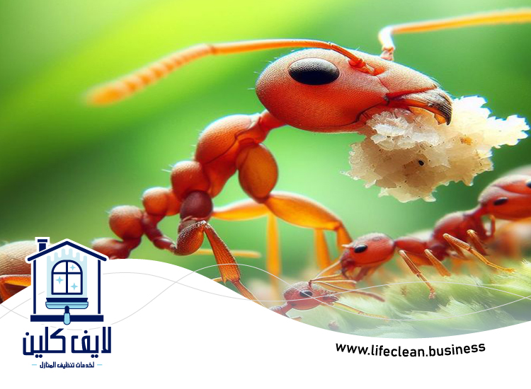 شركة مكافحة الرمة في قدفع 3 شركة مكافحة الرمة في قدفع