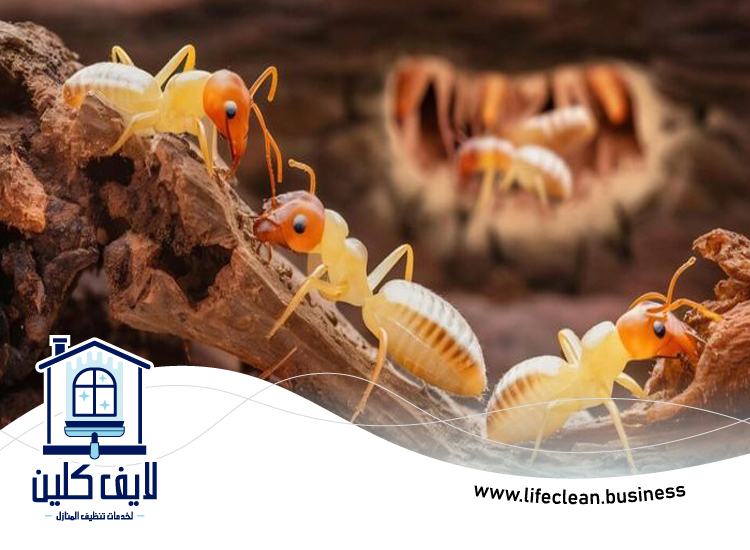 شركة مكافحة الرمة في قدفع 4 شركة مكافحة الرمة في قدفع