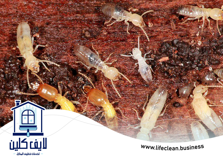 شركة مكافحة الرمة في قدفع 5 شركة مكافحة الرمة في قدفع