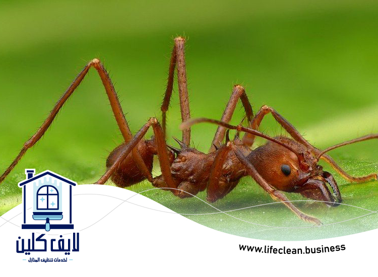 شركة مكافحة الرمة في القرية 2 شركة مكافحة الرمة في القرية