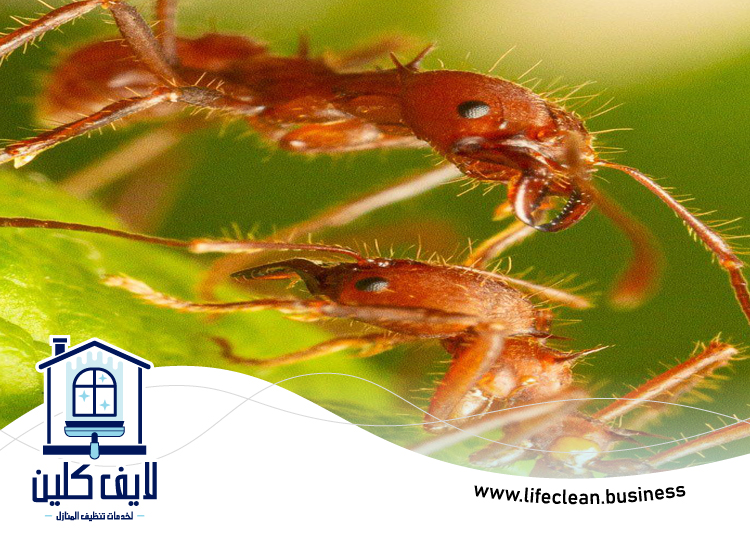 شركة مكافحة الرمة في القرية 3 شركة مكافحة الرمة في القرية