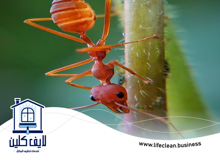 شركة مكافحة الرمة في القرية 4 شركة مكافحة الرمة في القرية