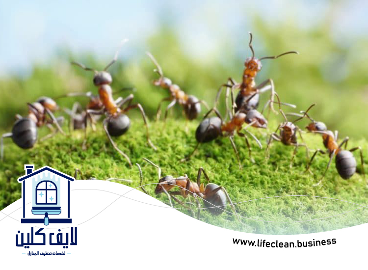 شركة مكافحة الرمة في القرية 5 شركة مكافحة الرمة في القرية