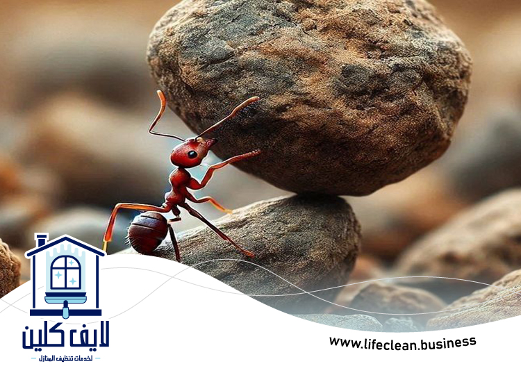 شركة مكافحة الرمة في ضدنا 4 شركة مكافحة الرمة في ضدنا