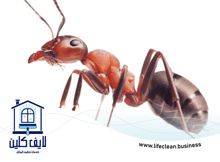 شركة مكافحة الرمة في ضدنا 5 شركة مكافحة الرمة في ضدنا