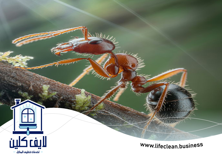 شركة مكافحة الرمة في وادي السدر 3 شركة مكافحة الرمة في وادي السدر