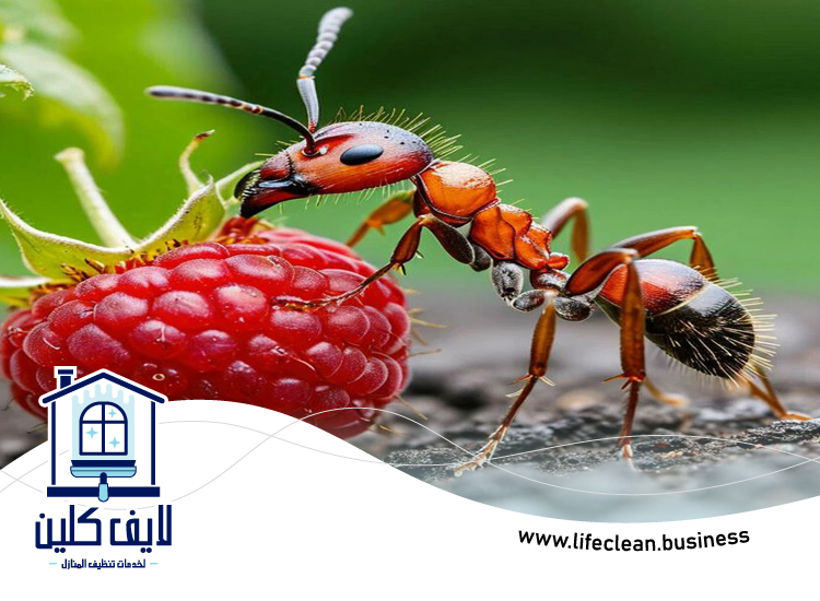 شركة مكافحة الرمة في وادي السدر 4 شركة مكافحة الرمة في وادي السدر