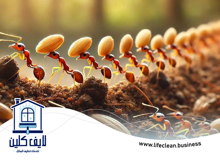 شركة مكافحة الرمة في وادي السدر 5 شركة مكافحة الرمة في وادي السدر