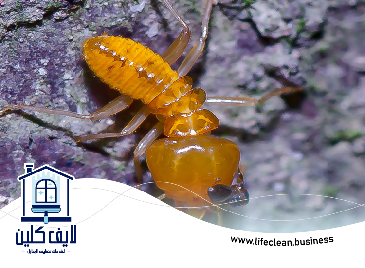 شركة مكافحة الرمة في الحلاة 3 شركة مكافحة الرمة في الحلاة