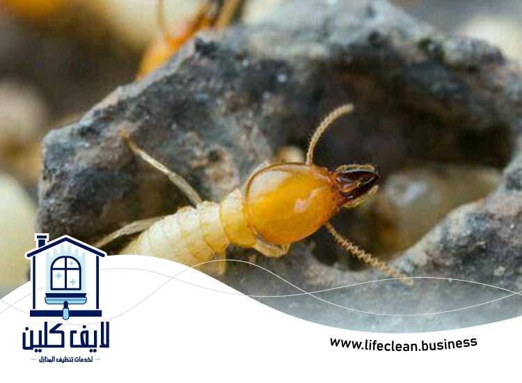 شركة مكافحة الرمة في اوحلة