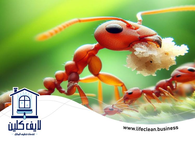 شركة مكافحة الرمة في ابوظبي 4 شركة مكافحة الرمة في ابوظبي