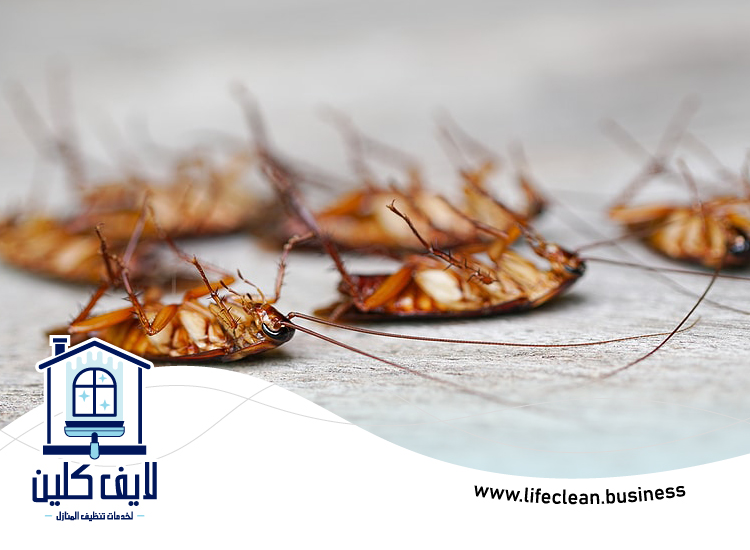 شركة مكافحة الصراصير في الشارقة 3 شركة مكافحة الصراصير