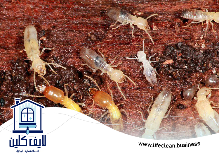 شركة مكافحة الرمة في عجمان 3 شركة مكافحة الرمة في عجمان