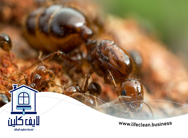 شركة مكافحة الرمة في عجمان 2 شركة مكافحة الرمة في عجمان