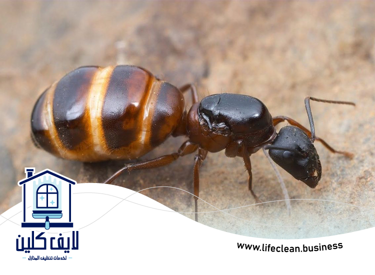 شركة مكافحة الرمة في عجمان 5 شركة مكافحة الرمة في عجمان