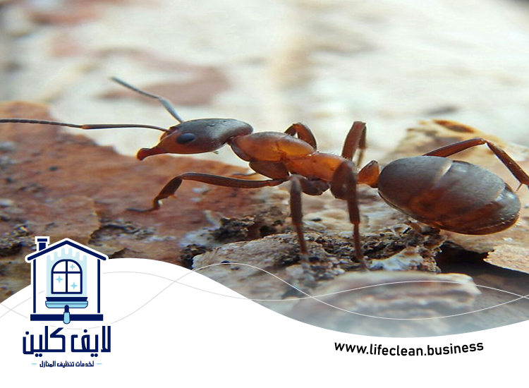 شركة مكافحة الرمة في العين 5 شركة مكافحة الرمة في العين