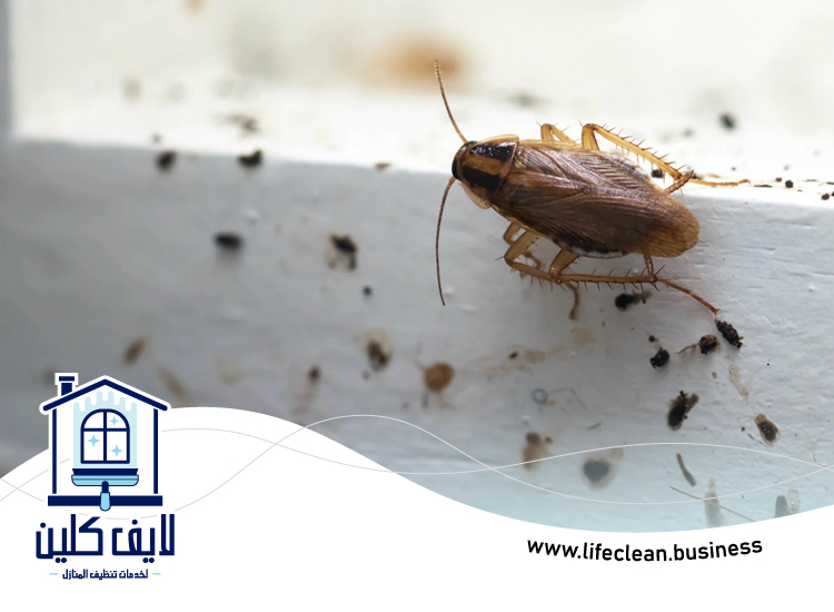 شركة مكافحة الصراصير في أبوظبي 5 شركة مكافحة الصراصير