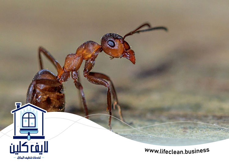 شركة مكافحة الرمة في العين 4 شركة مكافحة الرمة في العين