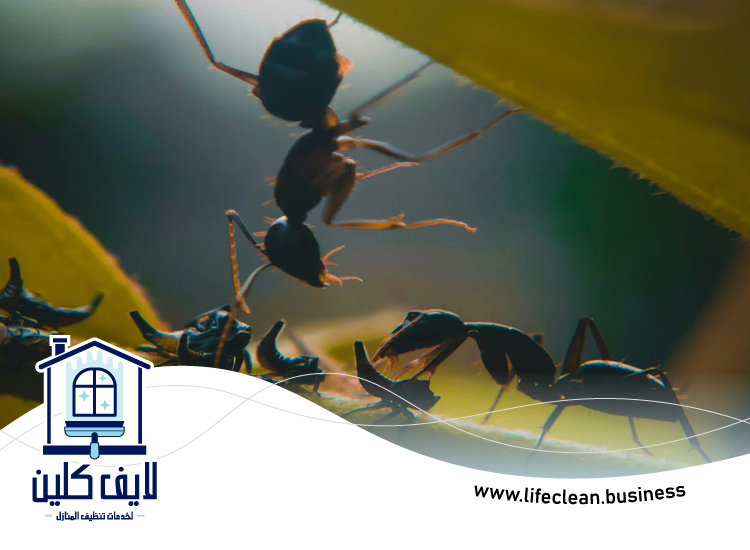 شركة مكافحة الرمة في العين 3 شركة مكافحة الرمة في العين