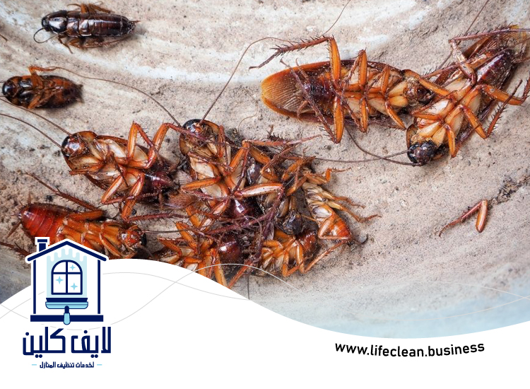شركة مكافحة الصراصير في الفجيرة 4 شركة مكافحة الصراصير