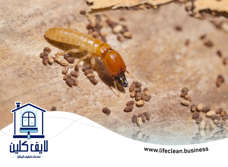 شركة مكافحة الرمة في السيجي