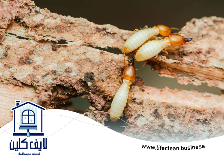 شركة مكافحة الرمة في قدفع