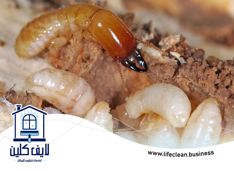 شركة مكافحة الرمة في القرية