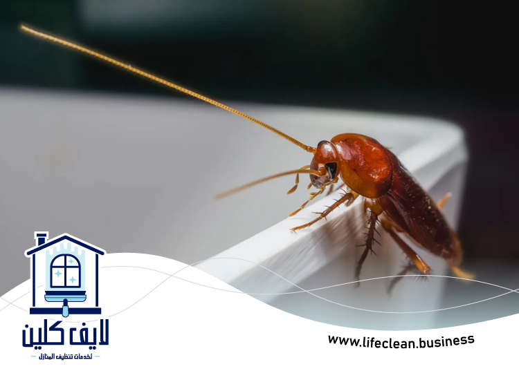 شركة مكافحة الصراصير في أبوظبي 3 شركة مكافحة الصراصير