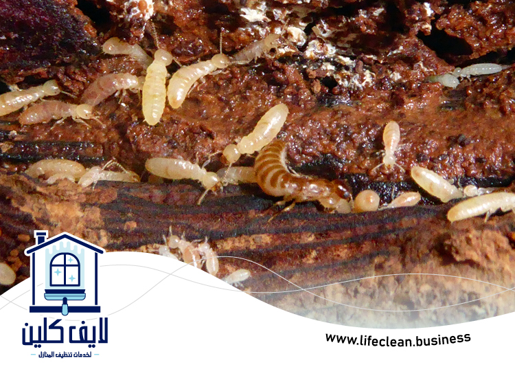 شركة مكافحة الرمة في ضدنا